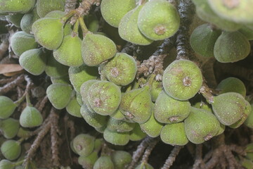 Fig Abundance