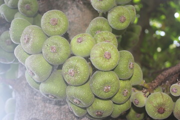 On the Branch of a Fig