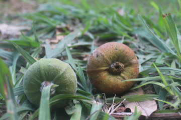 Figs for Ecosystem Neighbors