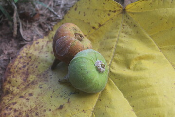 Figs on Tropical Litter