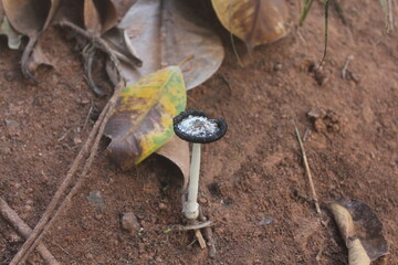 Fragile Mushroom in Leaves