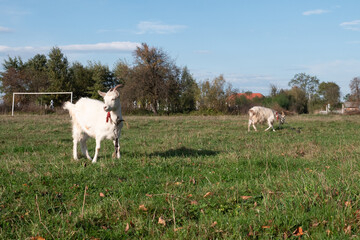 Obraz premium Goats graze on the meadow. Agriculture. Care of goats.