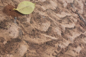 Ant hill and yellow-green leaf on sandy texture