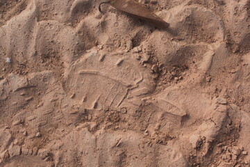 traces on sand, sandy soil