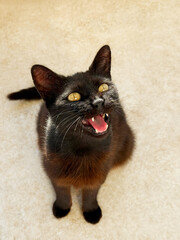 Cute black meowing cat feline.