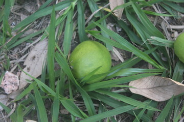 Mango lying under the tree.