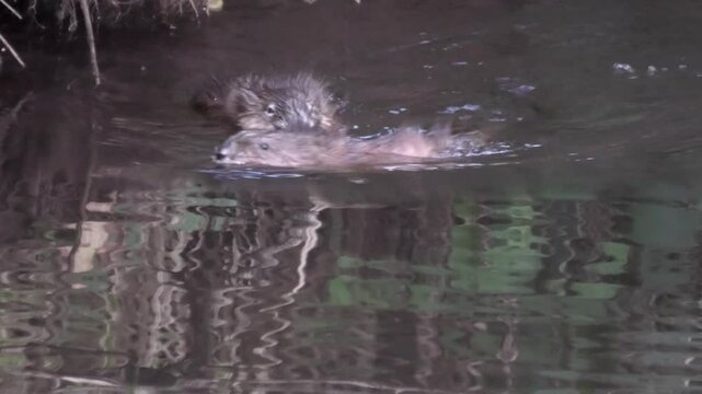 Bisamratte, Ondatra zibethicus, beim Fressen und Schwimmen im Bach, Neozoon