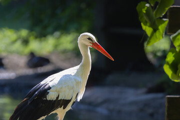 White Stork in the Racconigi Stork and Duck Center