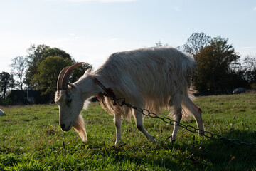 Goats graze on the meadow. Agriculture. Care of goats.