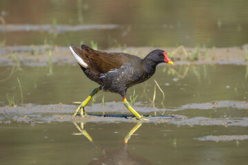 Common Moorhen in the Racconigi Stork and Duck Centre