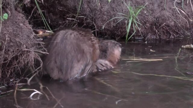 Bisamratte, Ondatra zibethicus, beim Fressen und Schwimmen im Bach, Neozoon