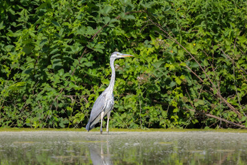Grey Heron in the Racconigi Stork and Duck Center