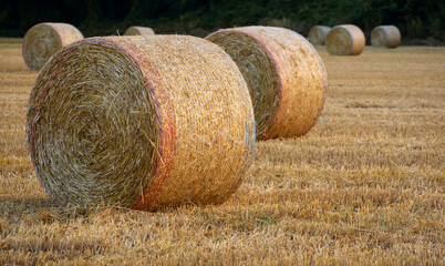 Field of hay bales, agriculture, country life