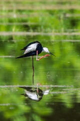 Obraz premium Black-winged Stilt in the Racconigi Stork and Duck Center