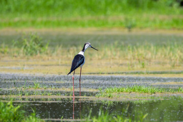 Black-winged Stilt in the Racconigi Stork and Duck Center