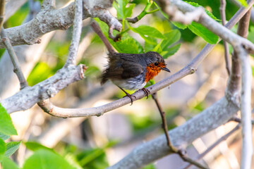 Erithacus rubecula pertenece a la familia de Muscicapidae.