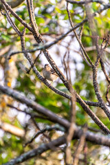 Fringilla coelebs pertenece a la familia de Fringillidae.