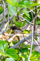 Erithacus rubecula pertenece a la familia de Muscicapidae.