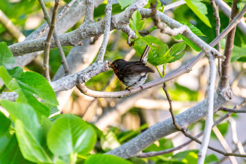 Erithacus rubecula pertenece a la familia de Muscicapidae.