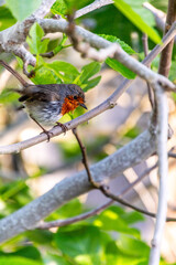 Erithacus rubecula pertenece a la familia de Muscicapidae.