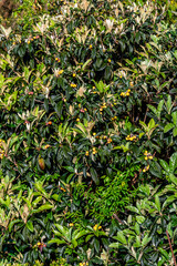 Eriobotrya japonica pertenece a la familia Rosaceae.