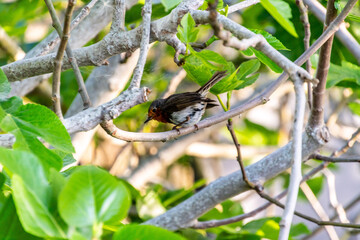 Erithacus rubecula pertenece a la familia de Muscicapidae.