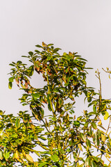 Serinus canaria pertenece a la familia de Fringillidae.	