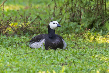 Barnacle Goose in the Racconigi Stork and Duck Center