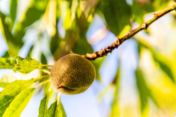 Prunus dulcis pertenece a la familia de Rosaceae.