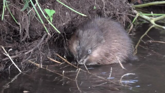 Bisamratte, Ondatra zibethicus, beim Fressen und Schwimmen im Bach, Neozoon