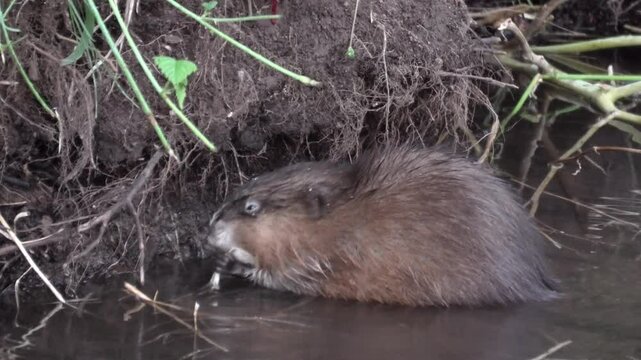 Bisamratte, Ondatra zibethicus, beim Fressen und Schwimmen im Bach, Neozoon