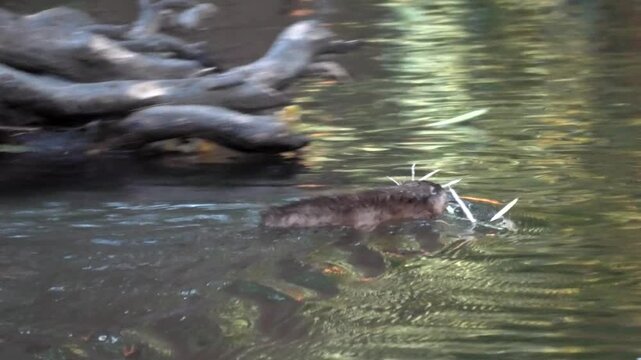 Bisamratte, Ondatra zibethicus, beim Fressen und Schwimmen im Bach, Neozoon