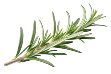 Fresh rosemary twig isolated on white background