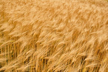 Golden field of ripe wheat ready for harvest. Shallow depth of field