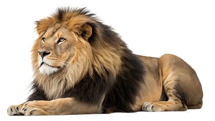 Majestic male lion with a full mane lying down and looking to the side isolated on transparent background