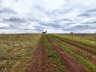 Dog explores a grassy field on a cloudy day, featuring muddy tracks and open landscape