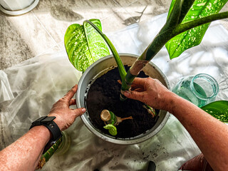 Flower transplanting process during spring or autumn in a home setup with vibrant green leaves and...