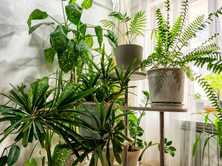 Cozy indoor garden filled with lush greenery showcasing various plant species in a bright conservatory