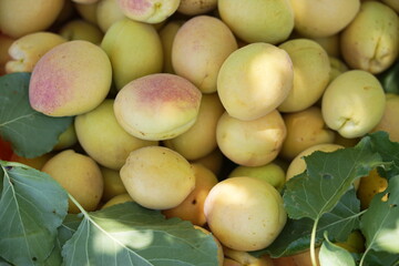 Basket of Fresh Apricots with Green Leaves