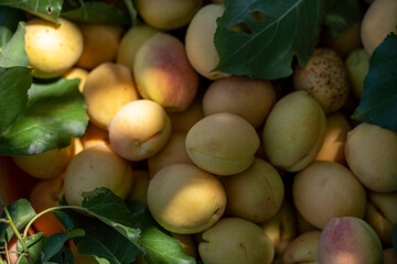 Basket of Fresh Apricots with Green Leaves
