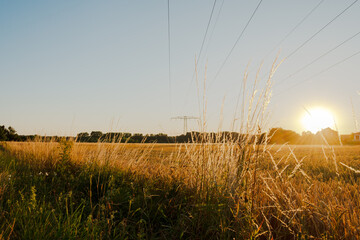 Obraz premium Die Sonne kommt groß und strahlend am Horizont hoch. Eine Überlandstromleitung führt den Blick über ein Kornfeld zum Strommasten und einem grünen. Im Vordergrund steht wildes Getreide.Die gelbe Farbe 