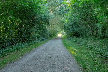 Ein schattiger Waldweg bei Sonnenaufgang mit dichtem grünem Laub und weichem Licht, das den Weg am Ende erleuchtet. Eine ruhige Naturaufnahme voller Tiefe und Stimmung.
