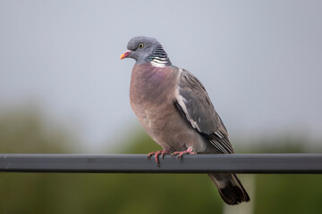 A Wreath Dove sitting on a lamp post in Finnish summer weather