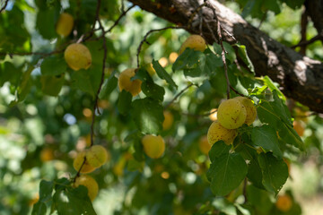 Fresh organic apricots on a tree branch with green leaves