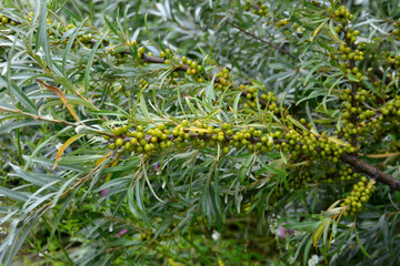 Sea Buckthorn Plant with Green Berries and Silver Leaves