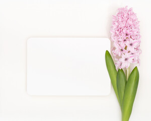 Paper invitation for wedding or birthday with pink hyacinth