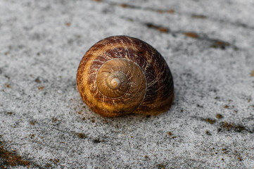 Snail shell isolated