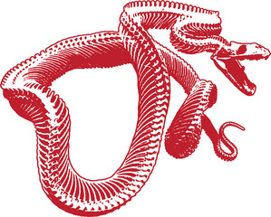 the Red skeleton of a snake. JPG