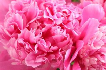 Bouquet of beautiful peonies as background, closeup
