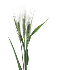 Beautiful green wheat spikes isolated on white
